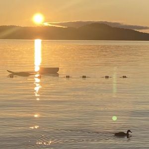 Meet your Posher, Annette